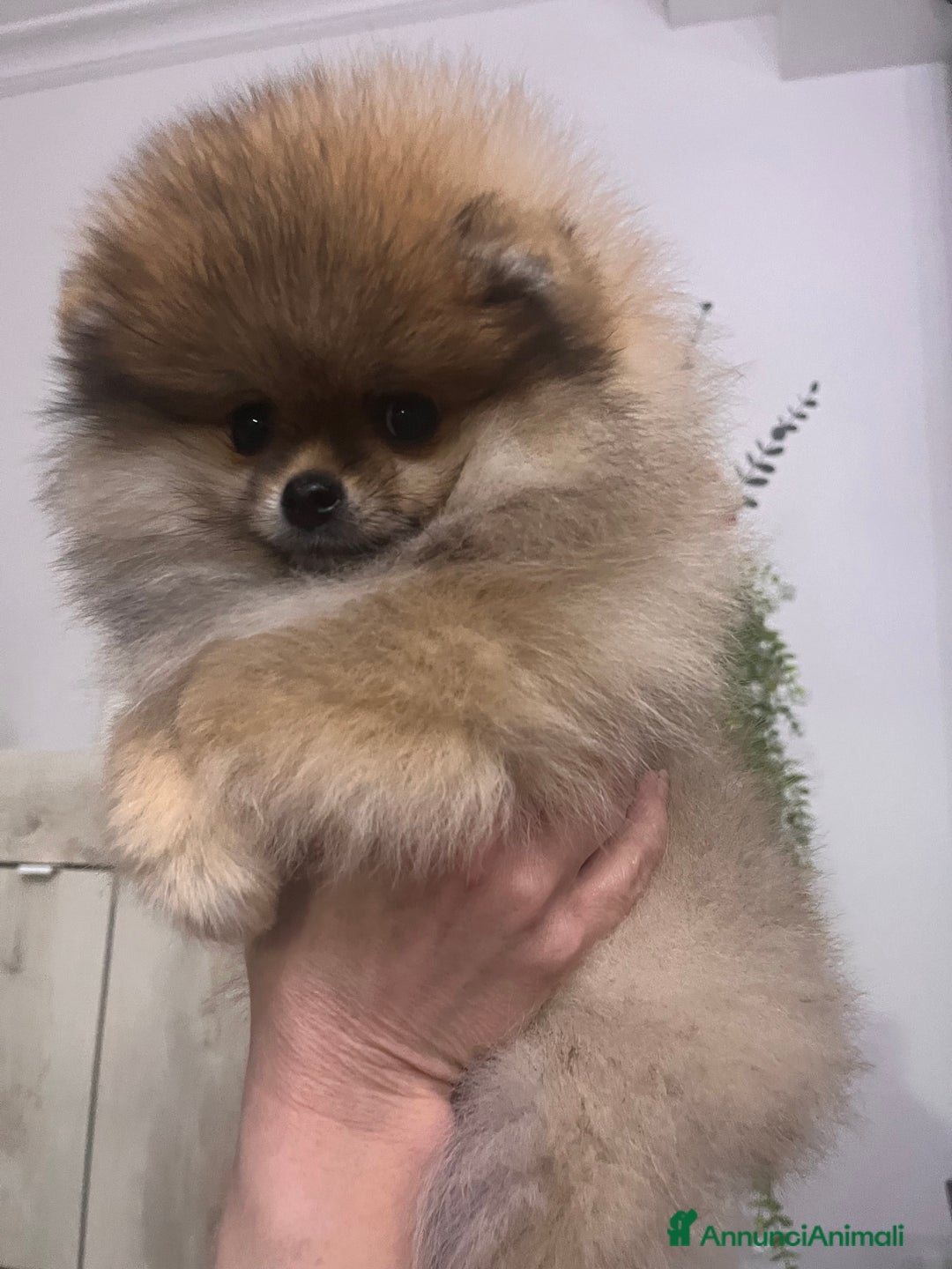 Spitz cani in vendita: Spitz tedesco nano - Annuncio 3