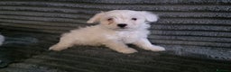 Maltese cani in vendita: Cucciolo maltese  - Annuncio 6