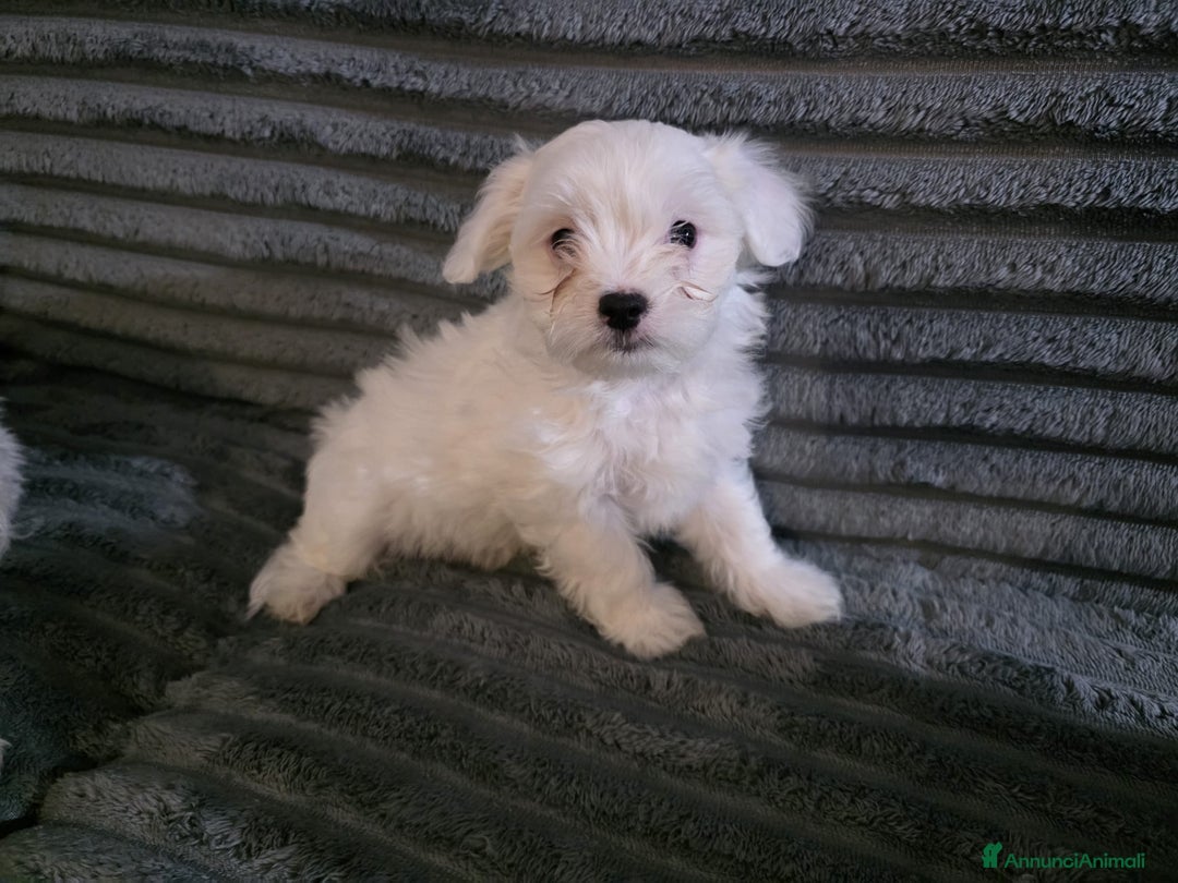 Maltese cani in vendita: Cucciolo maltese  - Annuncio 6