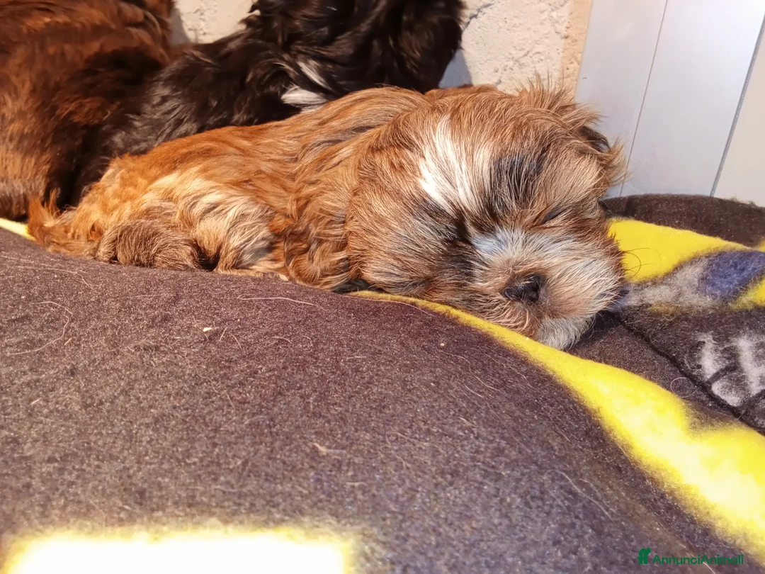 Shih Tzu cani in vendita: Splendidi cuccioli di Shitzu  - Annuncio 6
