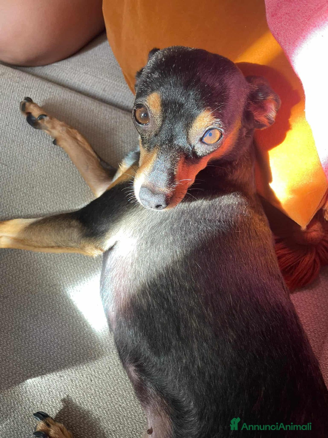 Pinscher Miniatura cani in regalo: STARLET, MINI PINSCHER dolcissima - Annuncio 9