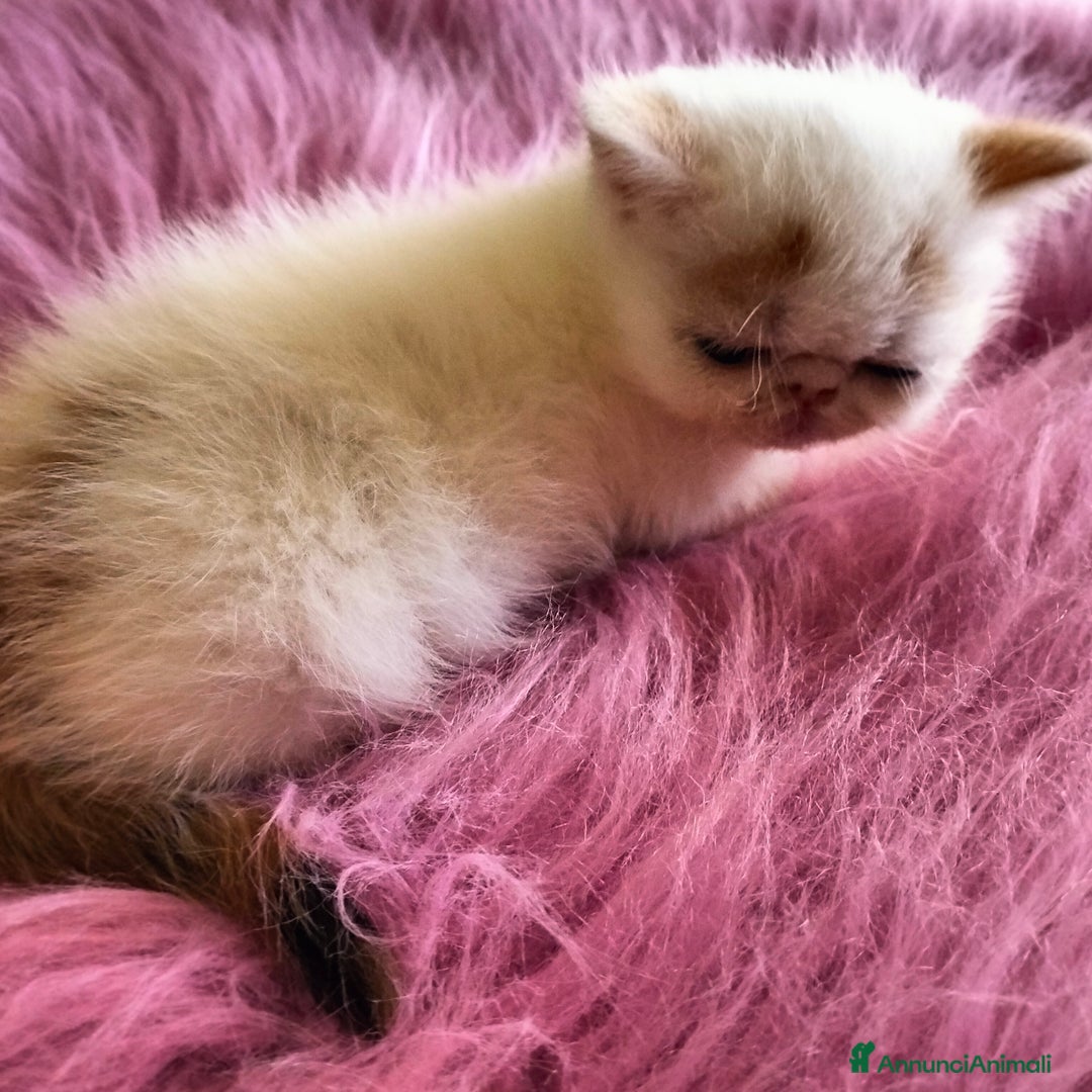 Exotic Shorthair gatti in vendita: Exotic Shorthair allevamento Exodora Sikelia  a Città metropolitana di Catania - Immagine 7