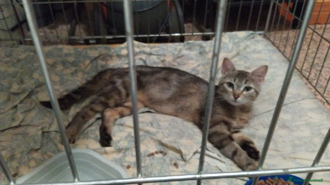 Altre razze gatti in regalo: Miranda micia dolcissima di due anni - Annuncio 6