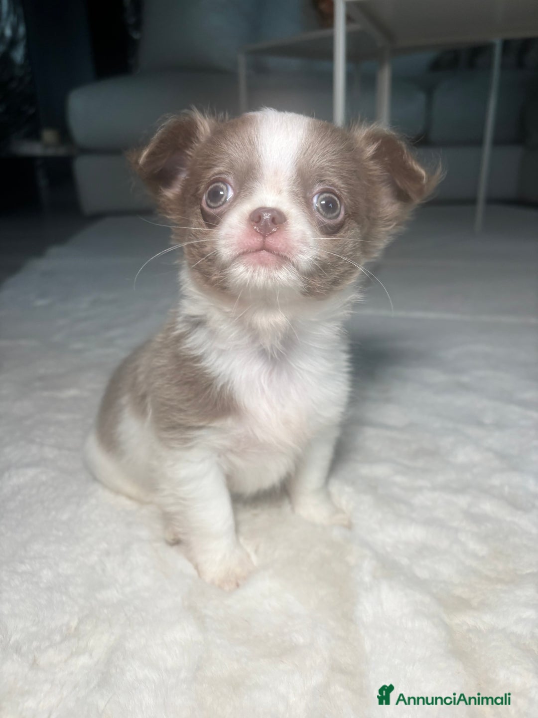Chihuahua cani in vendita: Cucciolo chihuahua pelo lungo bianco e blu - Annuncio 5