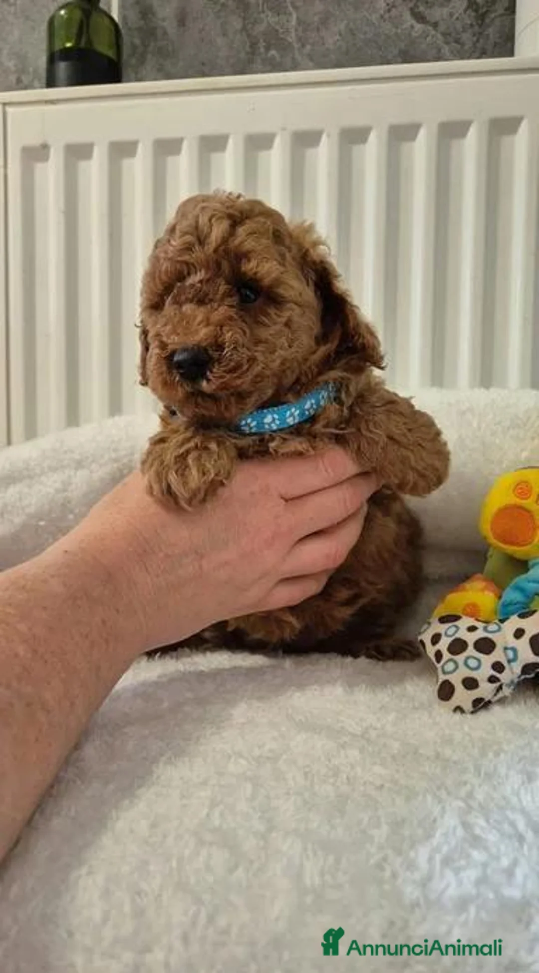 Maltipoo cani in vendita: Adorabili Cuccioli di Maltipoo F1b a Città metropolitana di Milano - Annuncio 2