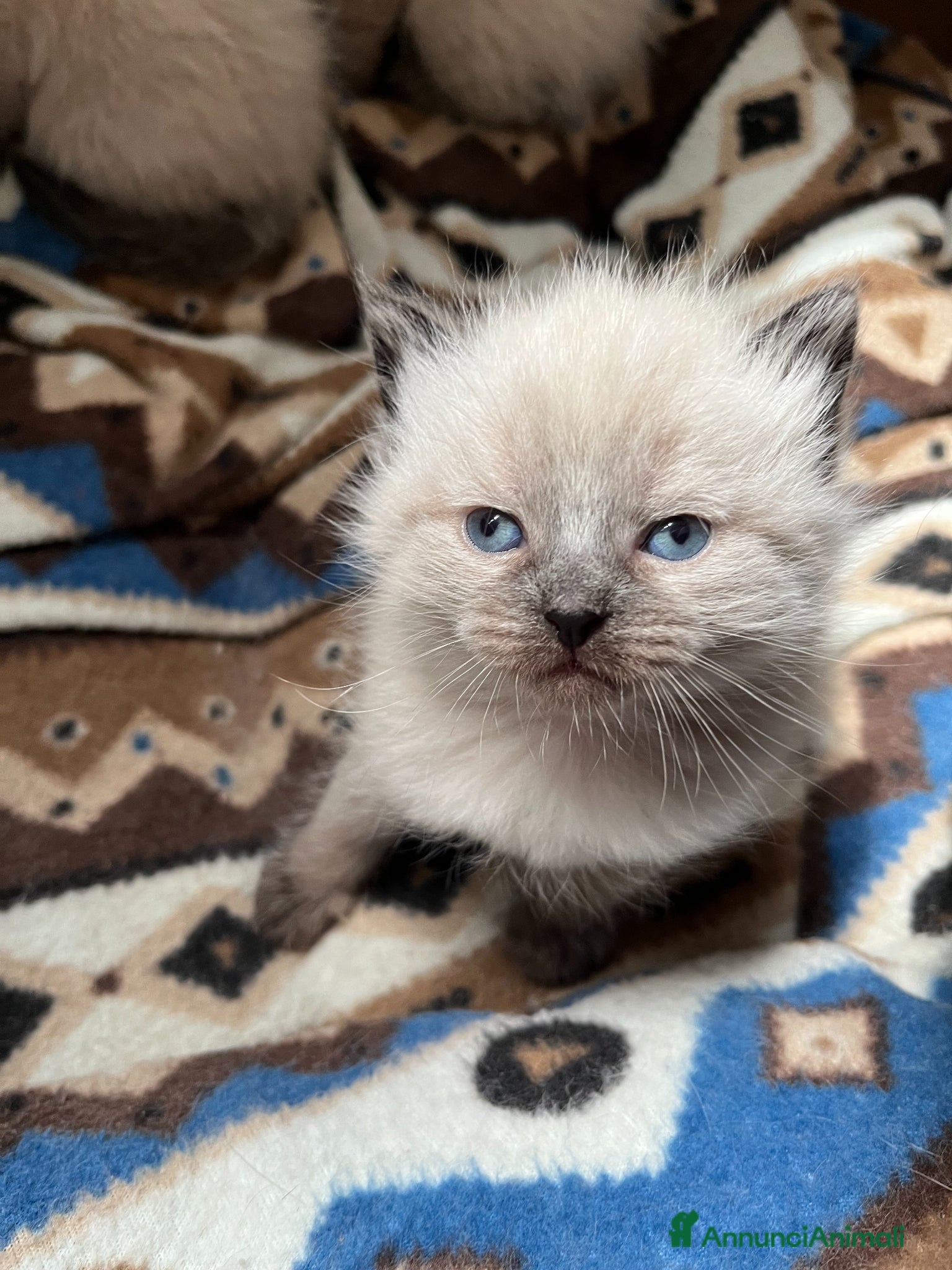 Siamese gatti Siamesini - Annuncio 12