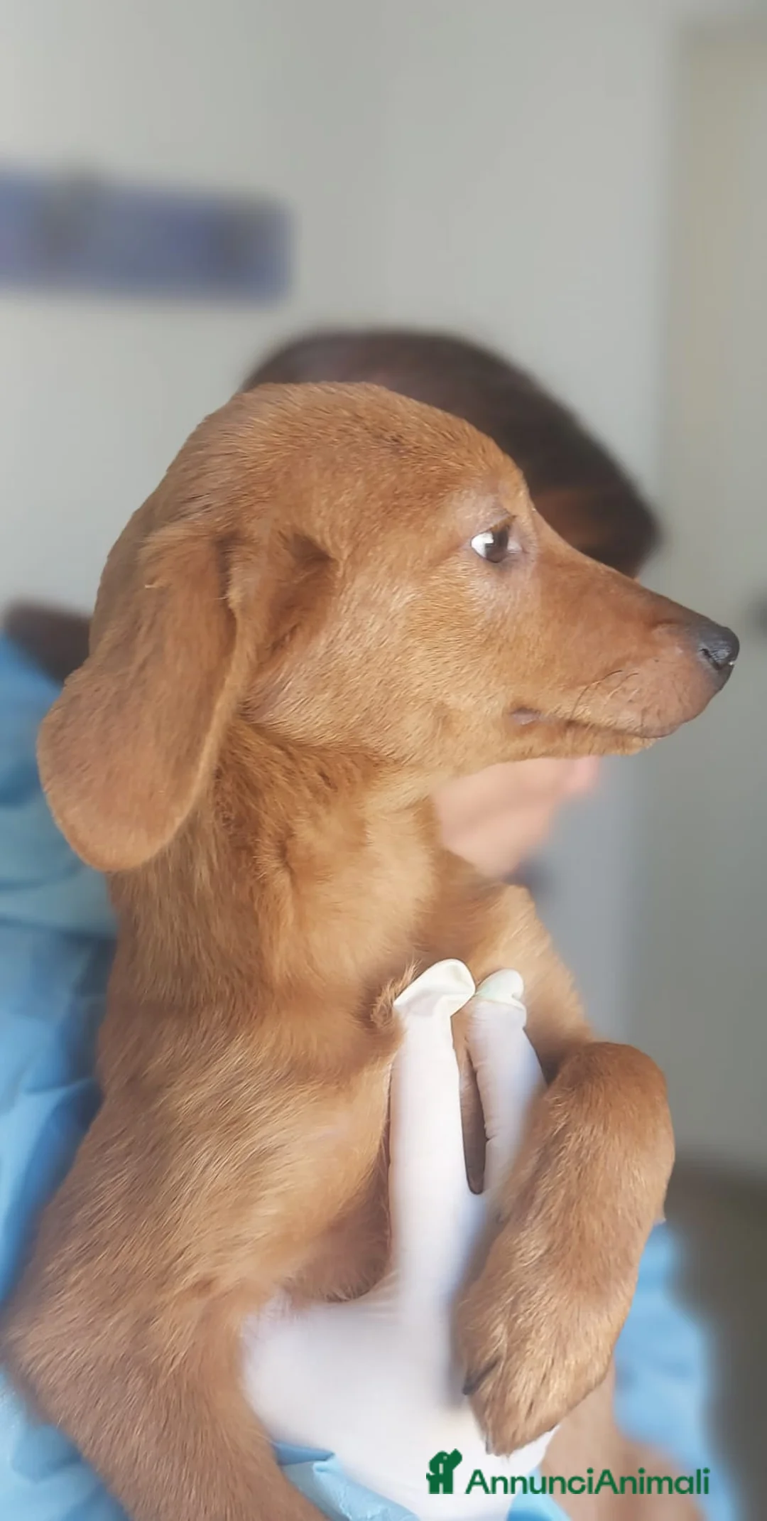 Meticcio cani in regalo: Michael - Annuncio 2