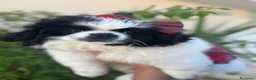 Pechinese cani in vendita: Cucciola femmina - Annuncio 2