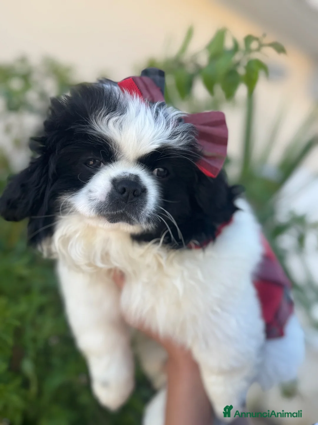 Pechinese cani in vendita: Cucciola femmina - Annuncio 2