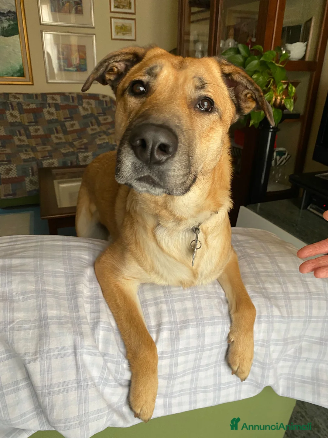 Meticcio cani in regalo: Una nuova famiglia per Carmen - Annuncio 1