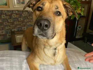 Meticcio cani Una nuova famiglia per Carmen - Annuncio 7