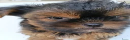 Yorkshire cani in vendita: CHICA - Annuncio 7
