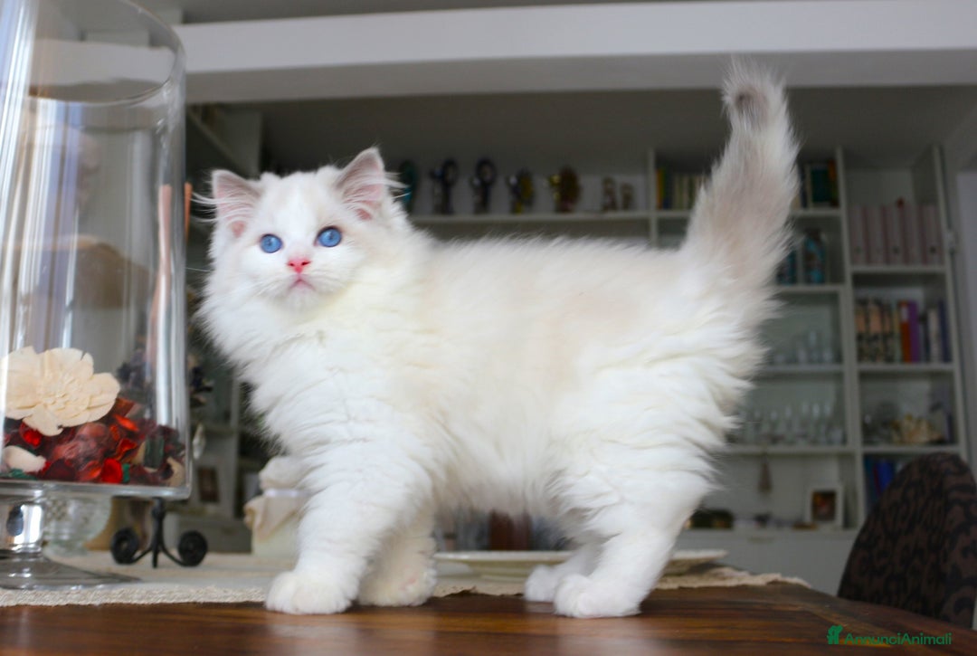Ragdoll gatti in vendita: magnifico cucciolo ragdoll pedigree ministeriale a Città Metropolitana di Firenze - Immagine 1