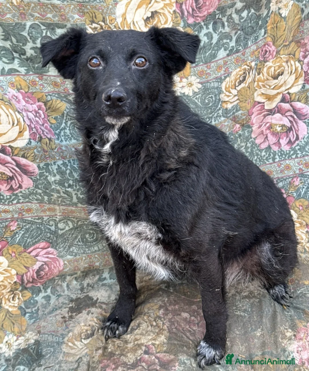 Meticcio cani in regalo: ENYA, infinitamente buona ma ignorata da tutti. - Annuncio 2