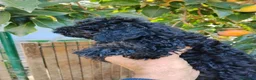 Meticcio cani in vendita: Barboncino nani e tot  a Provincia di Como - Annuncio 5