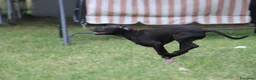 Pitbull cani in vendita: Cucciola Pit Bull con pedigree anche a rate - Annuncio 9