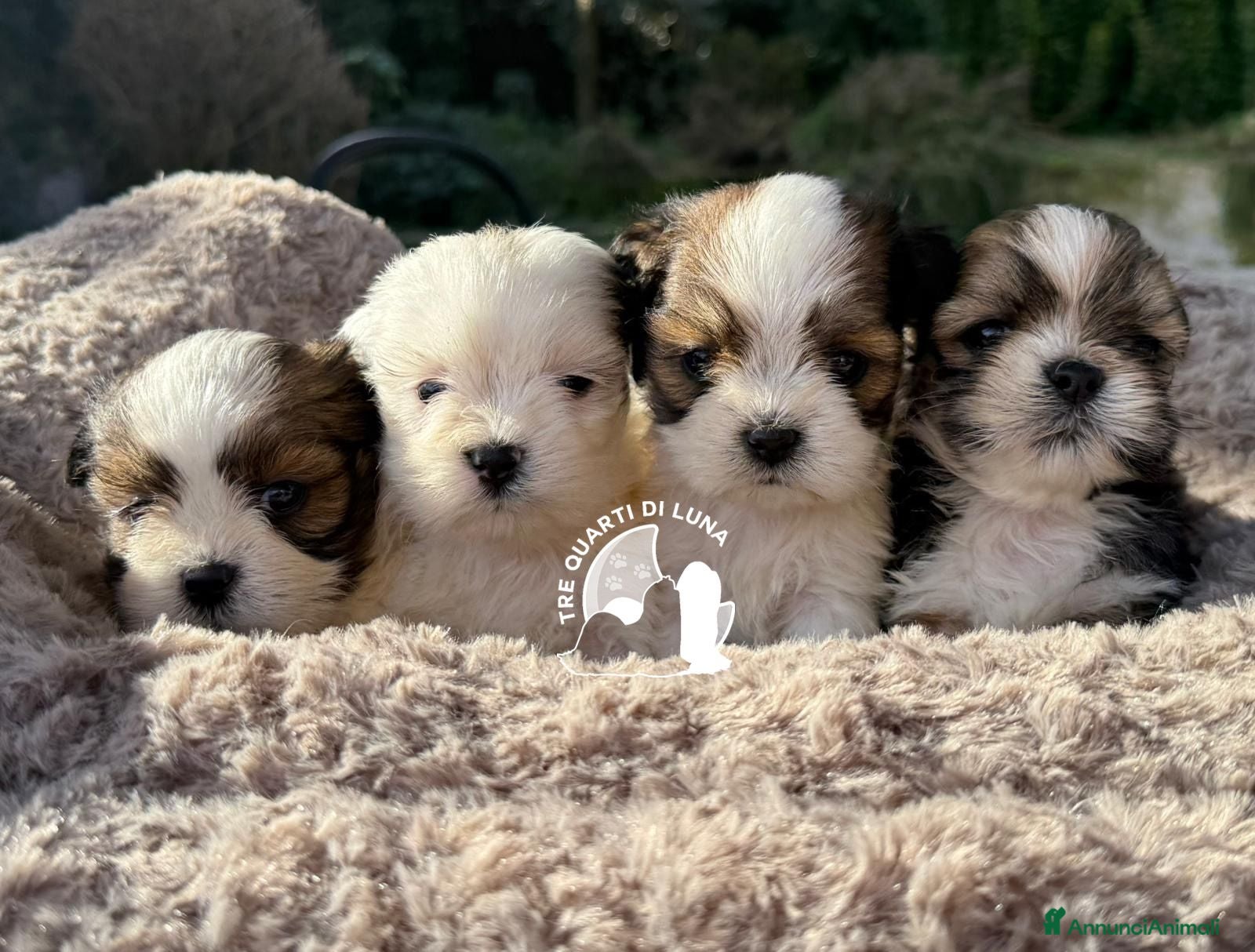 Maltipoo cani Tre Quarti di Luna Barboncino Maltipoo Lhasa Apso - Annuncio 3