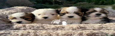Maltipoo 1