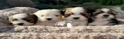 Maltipoo cani in vendita: Tre Quarti di Luna Barboncino Maltipoo Lhasa Apso - Annuncio 1