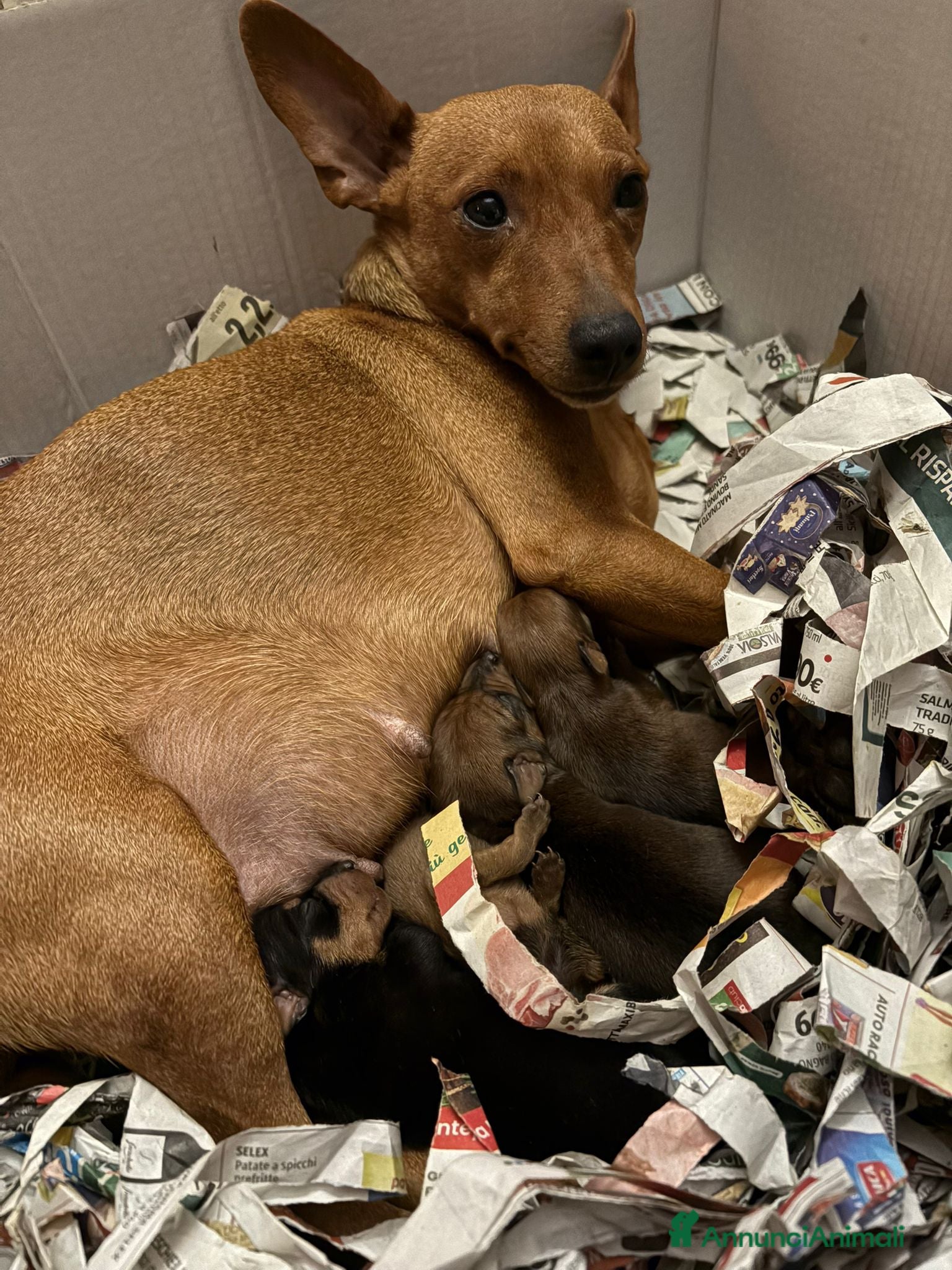 Pinscher Miniatura cani Pinscher nano  - Annuncio 3