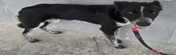 Meticcio cani in regalo: Serafina 3 anni Taglia media piccola  - Annuncio 4