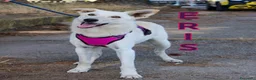 Meticcio cani in regalo: ERIS 🩷 PRONTA A CORRERE VERSO CASA a Provincia di Padova - Annuncio 1