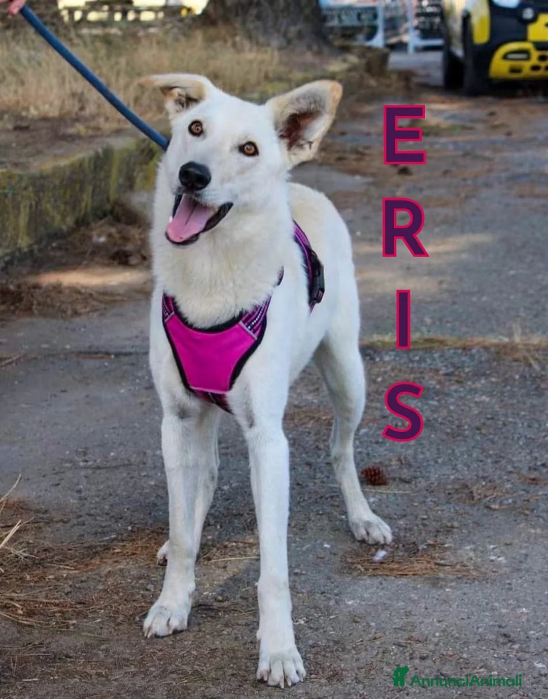 Meticcio cani in regalo: ERIS 🩷 PRONTA A CORRERE VERSO CASA a Provincia di Padova - Annuncio 1