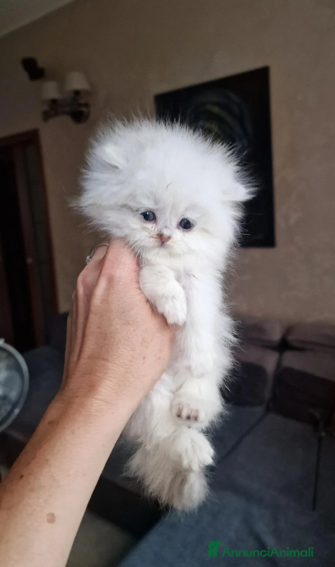 British gatti in vendita: British longhair con pedigree ANFI  - Annuncio 2