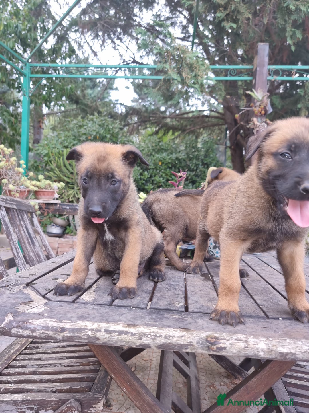 Pastore Belga cani in vendita: Pastore Belga Malinois Bari Lecce Taranto Foggia a Città Metropolitana di Bari - Annuncio 4