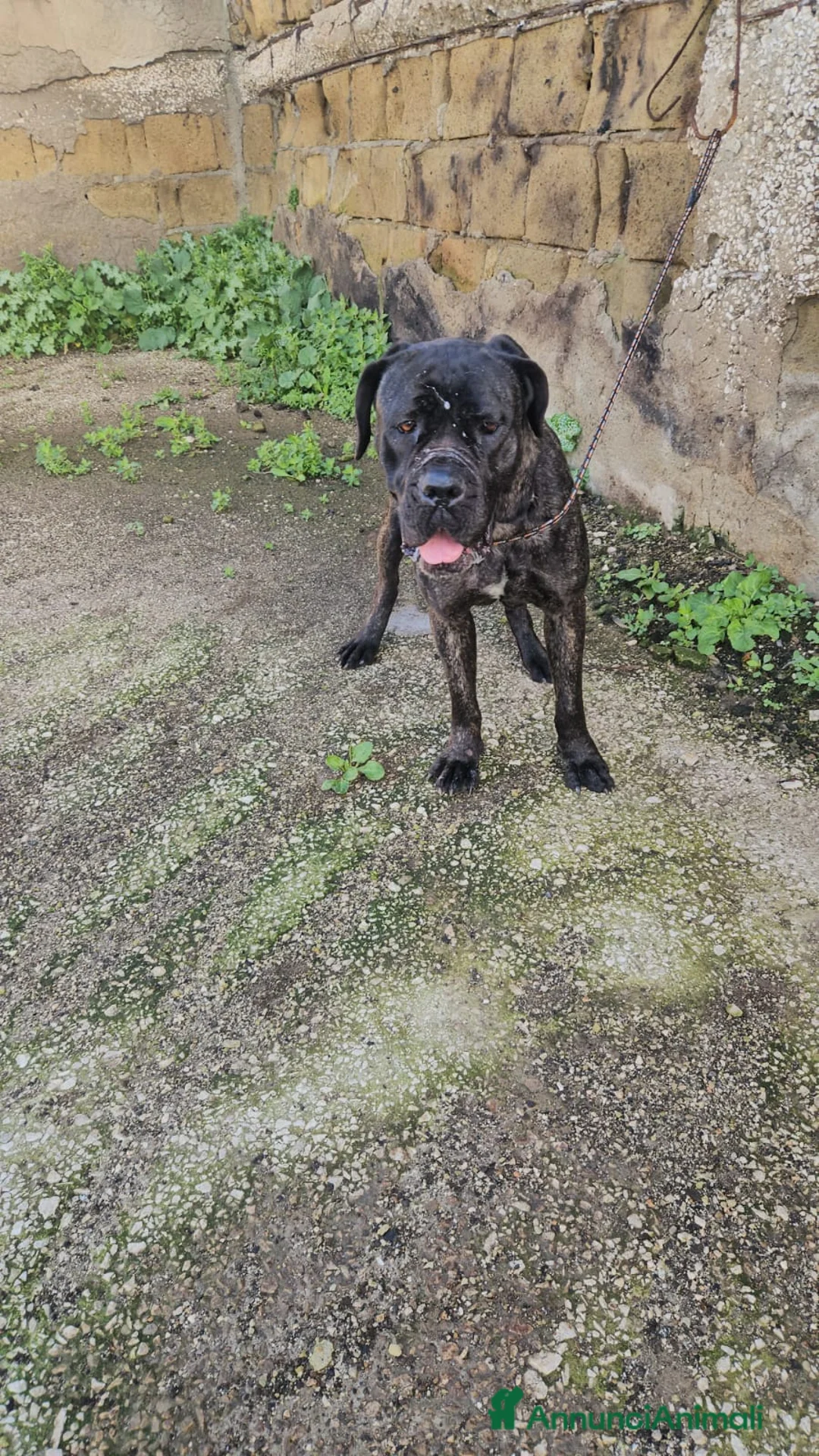 Cane Corso cani in regalo: Lucia: cane corso maltrattata dolcissima  - Annuncio 6