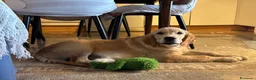 Golden Retriever cani in vendita: Golden Retriever cuccioli - Annuncio 5