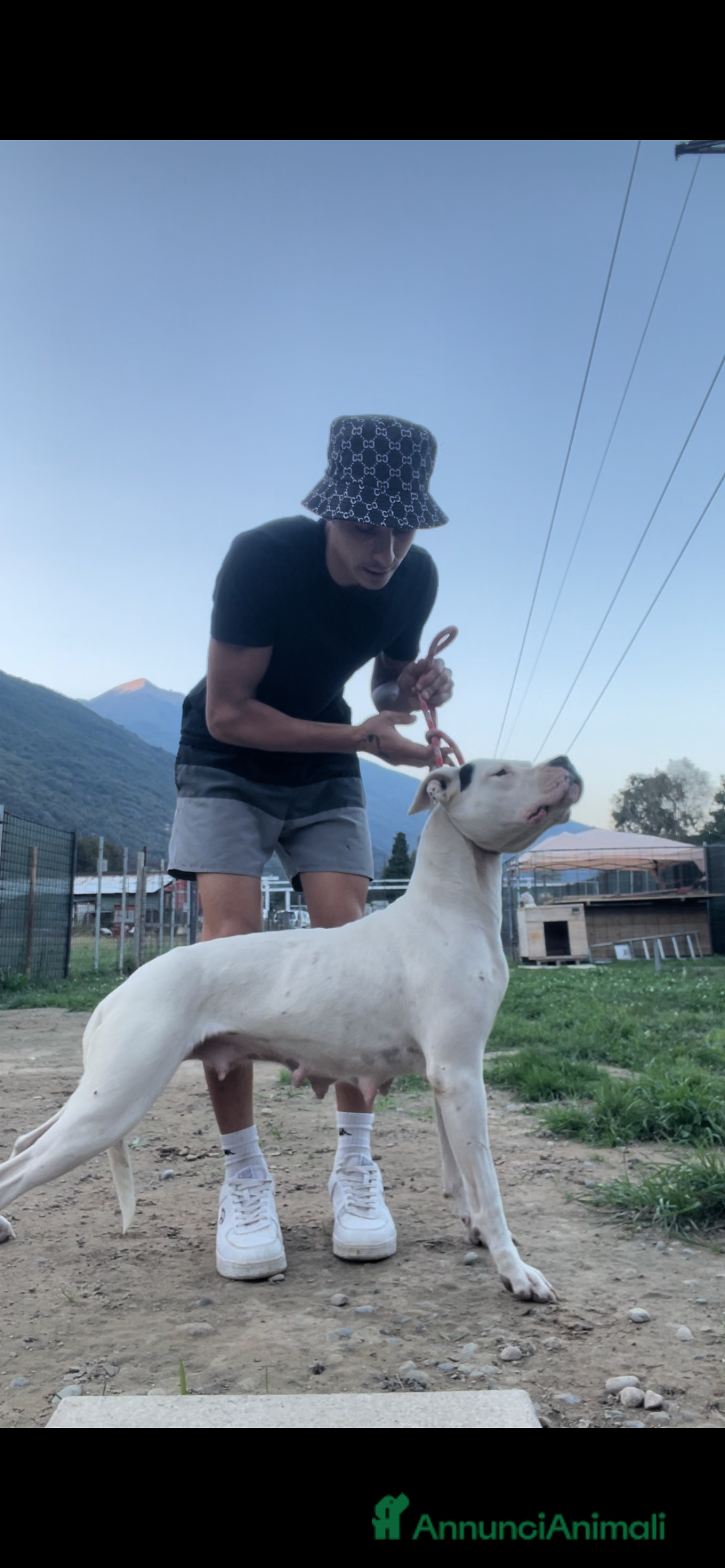 Dogo Argentino cani Cuccioli di Dogo argentino  - Annuncio 2