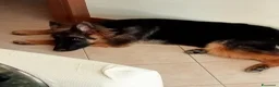 Pastore Tedesco cani in vendita: Tedesca a pelo lungo  - Annuncio 1