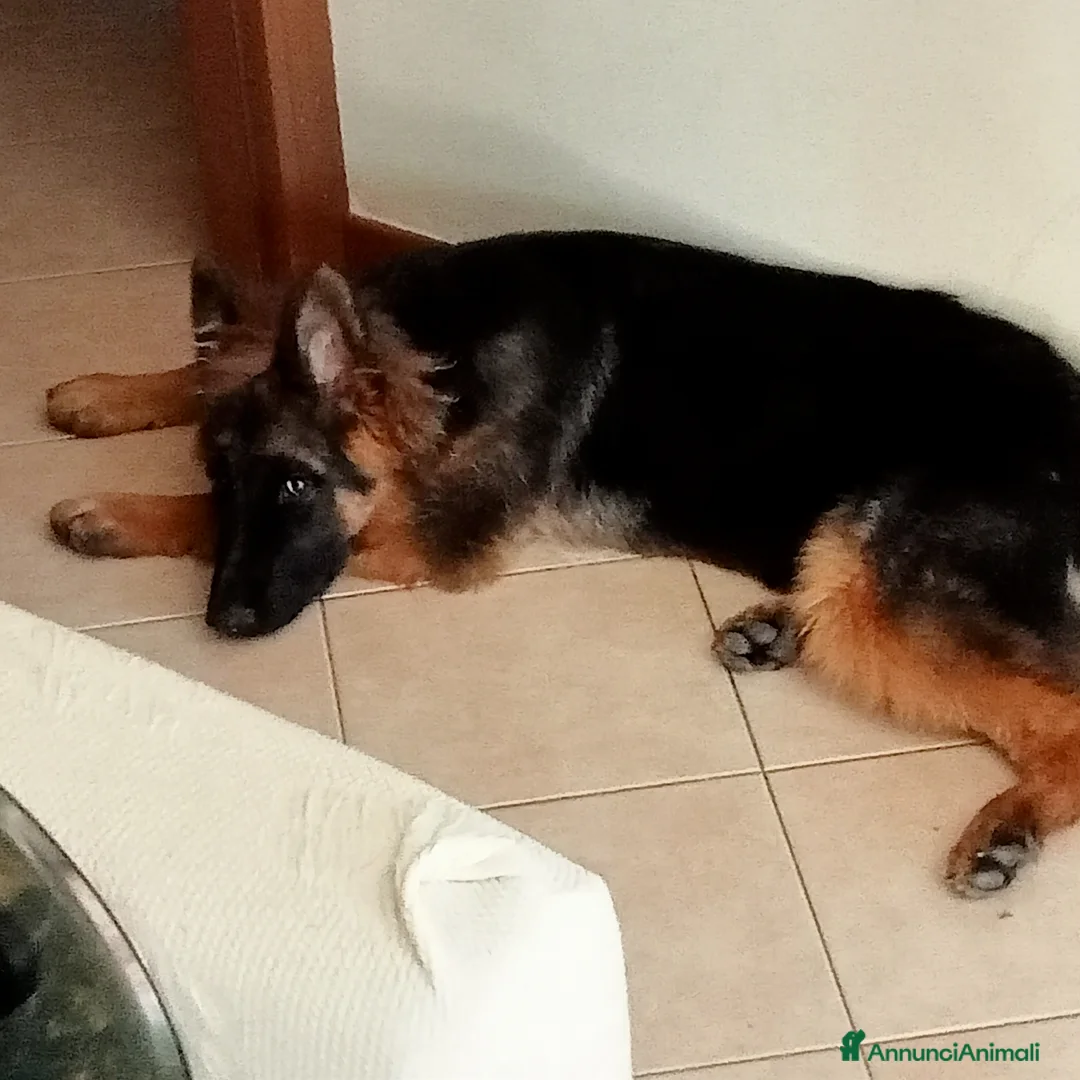 Pastore Tedesco cani in vendita: Tedesca a pelo lungo  - Annuncio 1