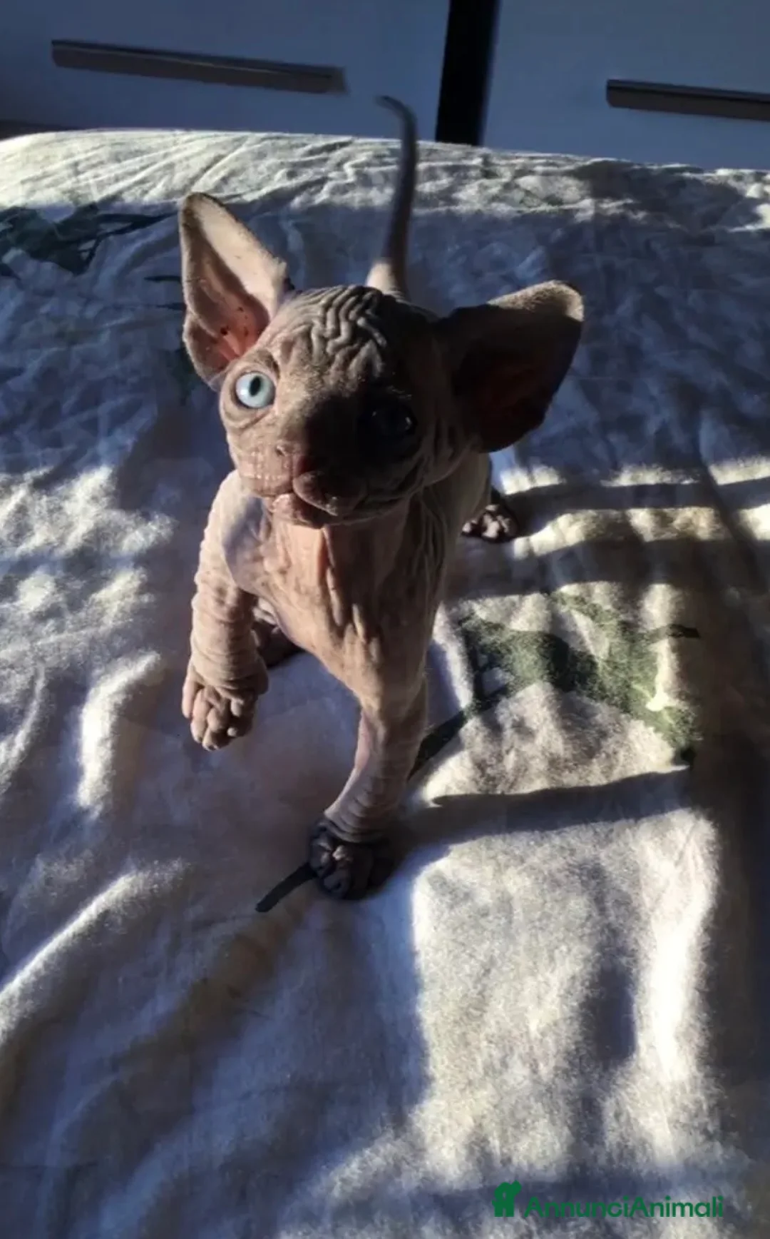 Sphynx gatti in vendita: Cuccioli di canadian sphynx con pedigree - Annuncio 4