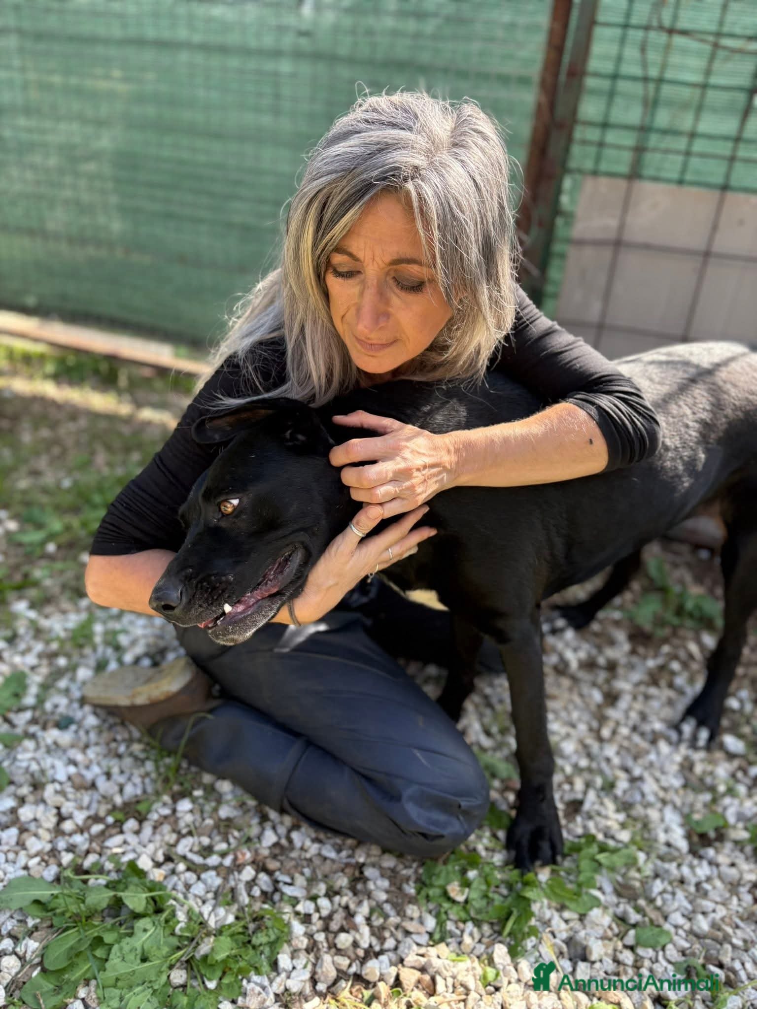 Meticcio cani Olimpia, 2 anni, bella e buona  - Annuncio 2