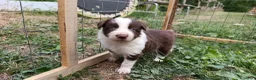 Border Collie cani in vendita: Cuccioli di Border Collie - Annuncio 14