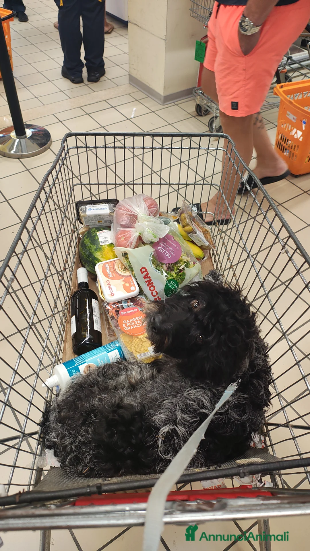 Lagotto cani per accoppiamento: Miro cerca il primo amore 🤍 - Annuncio 3