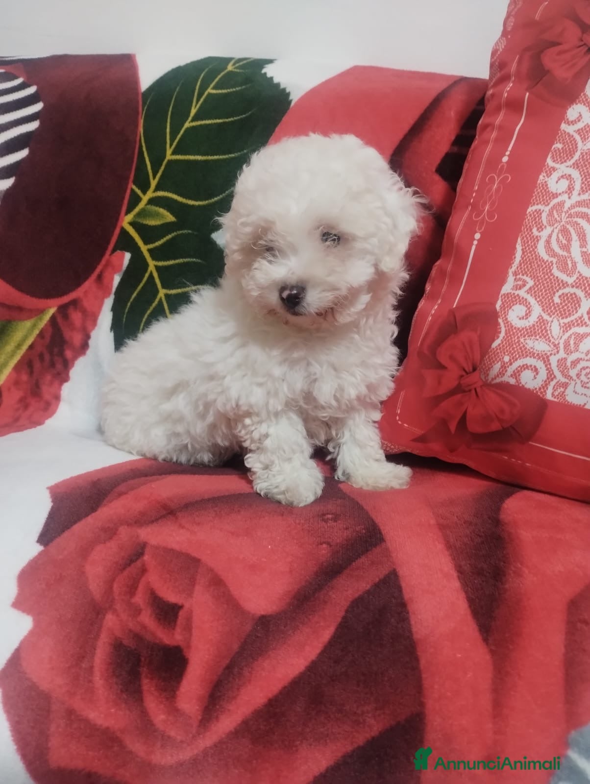 Barboncino Toy cani Barboncino Toy femmina 3 mesi  - Annuncio 1