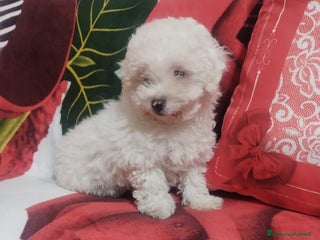 Barboncino Toy cani Barboncino Toy femmina 3 mesi - Annuncio 1