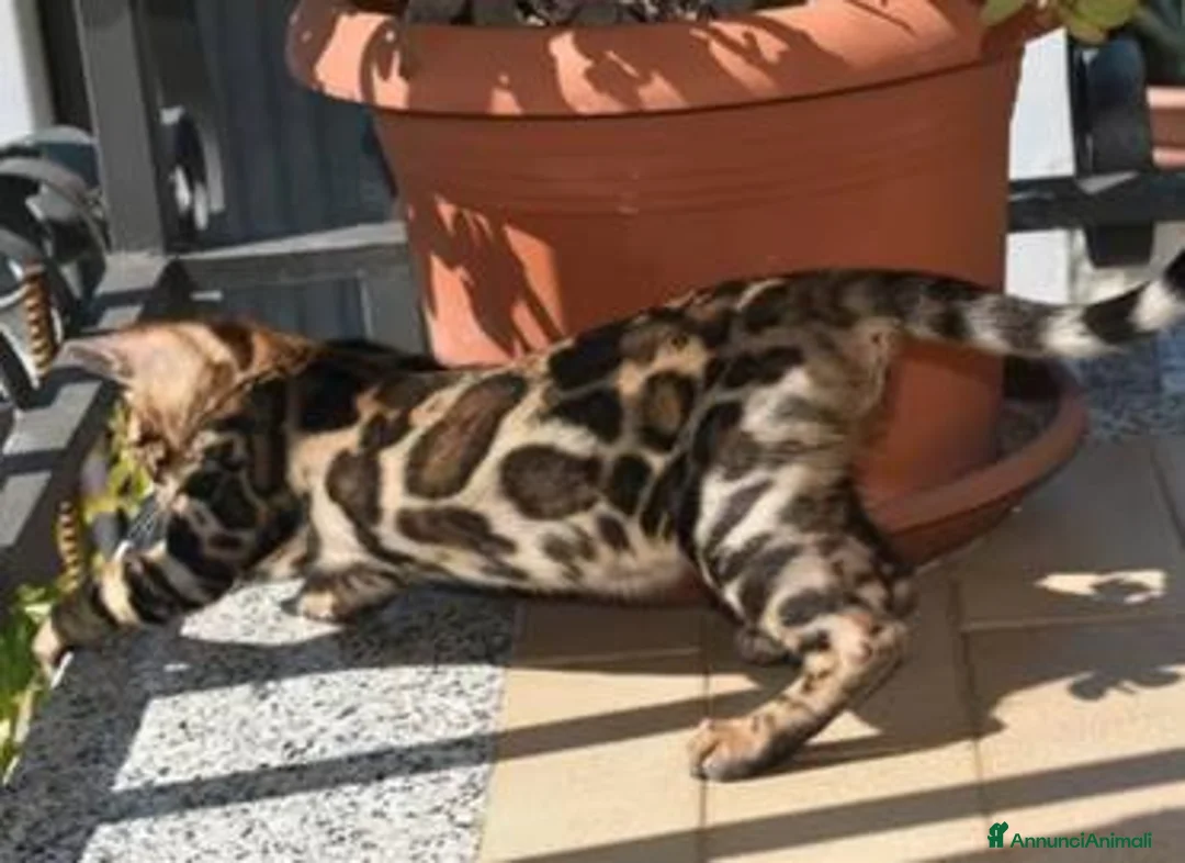 Bengala gatti in vendita: 3 femmine Bengala alta genealogia pedigree a Provincia di Chieti - Annuncio 2