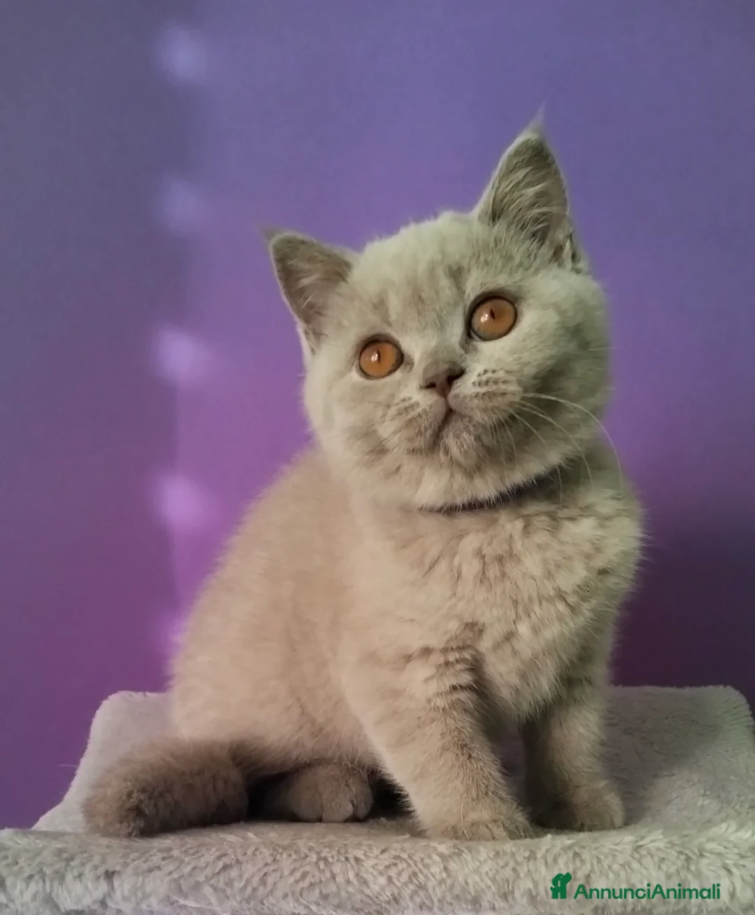 British gatti in vendita: Cuccioli British Shorthair  - Annuncio 6