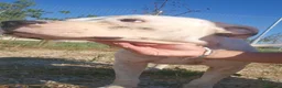Dogo Argentino cani in regalo: Giovanni: Dogo Argentino dolce equilbrato  - Annuncio 9
