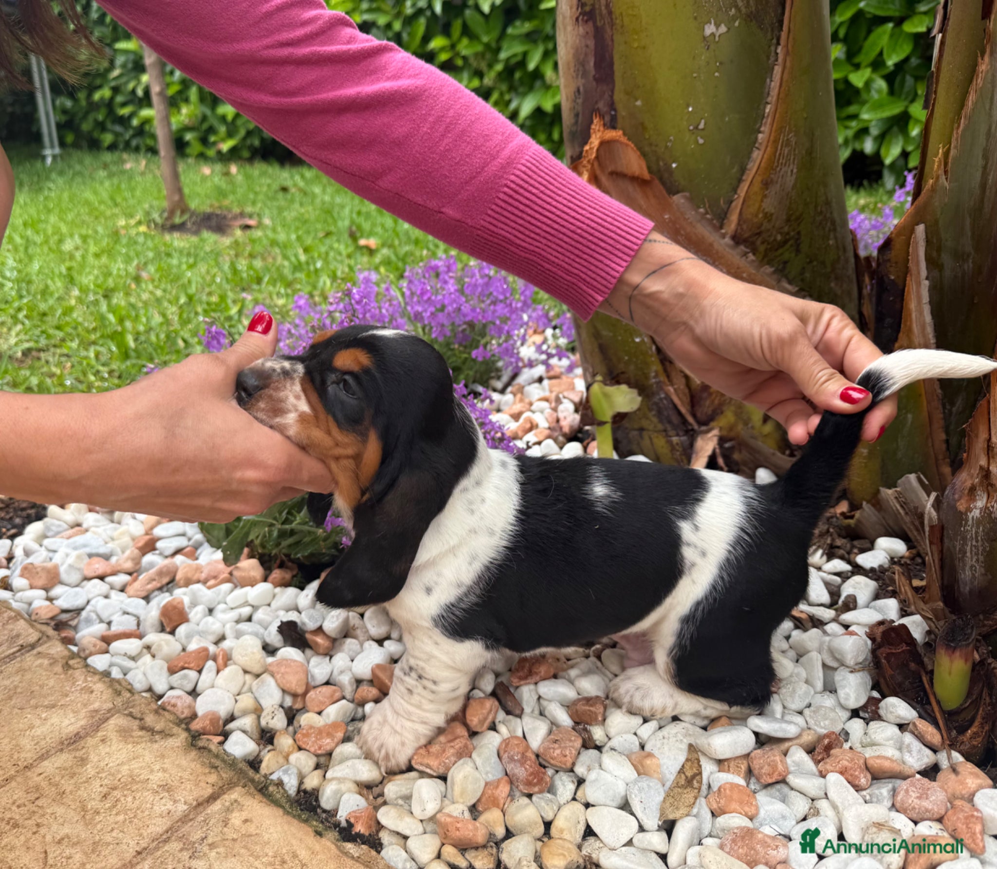 Bassethound cani Cuccioli Bassethound - Annuncio 2