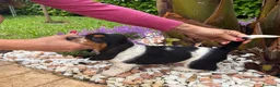 Bassethound cani in vendita: Cuccioli Bassethound - Annuncio 2