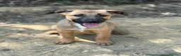 Pastore Belga cani in regalo: 5 splendidi mix PASTORINI BELGA di 3 MESI!  - Annuncio 4