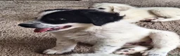 Meticcio cani in vendita: 🐶 Cucciolo maschio bianco con macchie nere - Annuncio 10