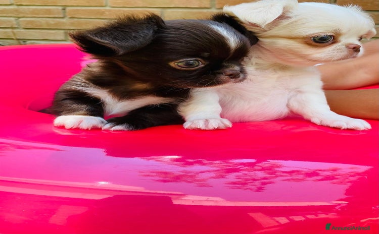 Chihuahua cani a Città metropolitana di Milano - Annuncio 8