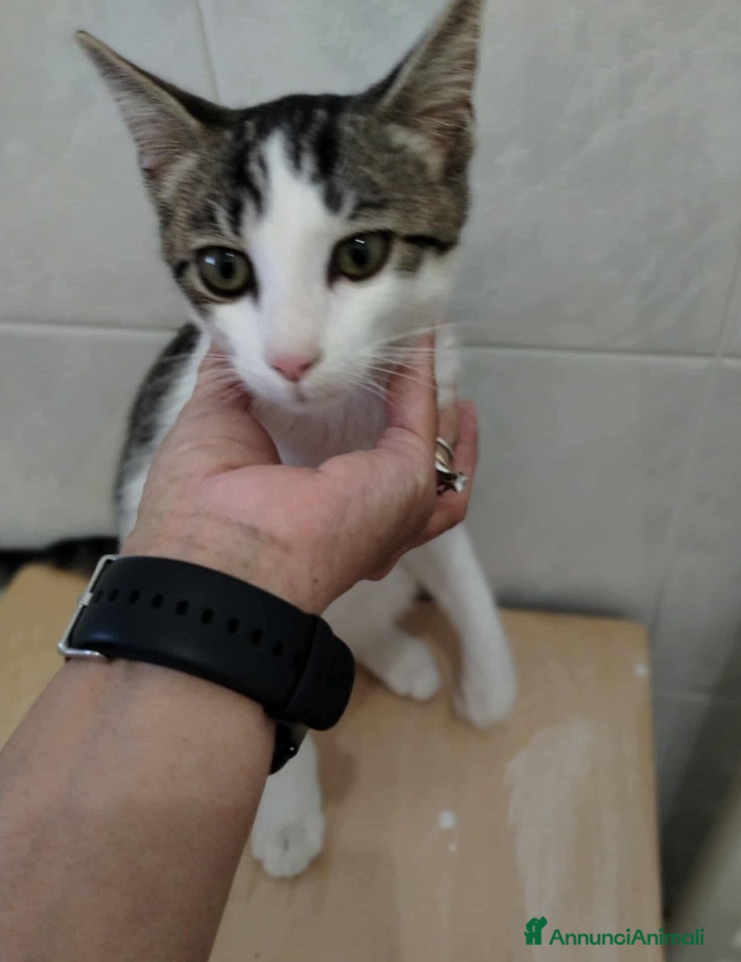 Europeo gatti in regalo: PACO, adorabile gattino da adottare! - Annuncio 3