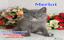 British gatti in vendita: British  / Scottish occhi AZZURRI  a Provincia di Pavia - Immagine 5